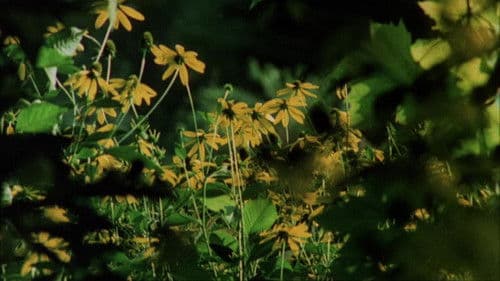 Private Vices, Public Virtues